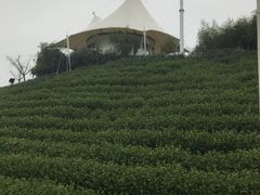 -帐篷客·溪龙茶谷度假酒店