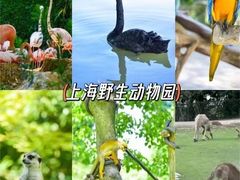 -上海野生动物园