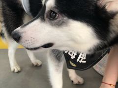 -Husky Go! 哈士奇体验馆·宠物咖啡厅狗咖