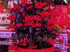 -花鸟鱼虫鲜花绿植市场(玉泉路店)
