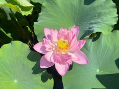 -陈家山荷花公园