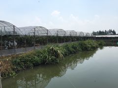 马陆小张葡萄园-马陆小张葡萄园农家乐