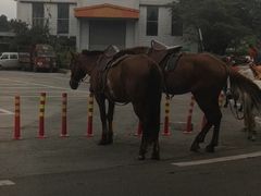 -铁山坪森林公园