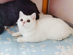 -猫大福·Fortune Cat猫舍(百子湾店)