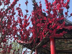 -南汇桃花村