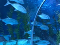 -芜湖新华联大白鲸海洋公园
