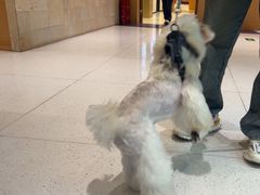 -帕帕拉兹宠物(亚洲旗舰店)