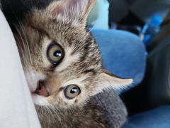 -宠颐生汉谟拉比宠物医院