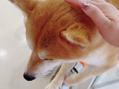 -共舞时光猫咖·狗咖(新街口店)