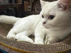 -lincat·猫舍(广州店)