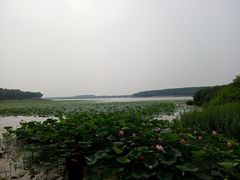 -丁香湖公园
