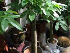 -双季花艺园艺市场(浦东店)