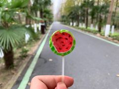 -合肥滨湖国家森林公园