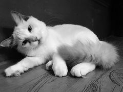 -猫猫幼稚园·撸猫·桌游·电玩