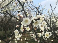 -南京市溧水区傅家边梅花山弄山庄
