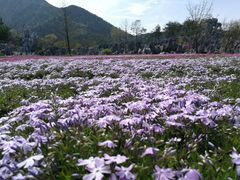 -千岛湖石林