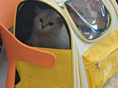 -纳吉亚猫专科动物医院博雅分院