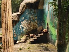 -中国大熊猫保护研究中心雅安碧峰峡基地