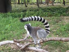 -上海野生动物园