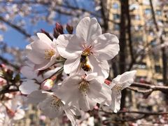 -高东镇樱花园