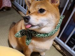 -逗柴咖啡屋·狗咖猫咖宠物桌游