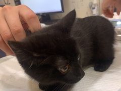 -萌兽医馆·犬猫专科·眼科中心·宠物医院(朝阳门分院)