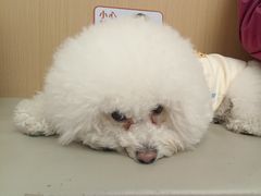 -瑞派康怡24h宠物医院·犬猫医疗中心·微创绝育(瑞景分院)
