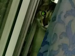 -嘉馨宠物医院·CT影像转诊·心脏科·犬猫全科诊疗中心(下沙大学城院区)