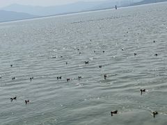 -深圳湾公园(南山区)