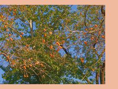 -国家图书馆·古籍馆