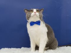 -爱洗澡的猫(天河路店)
