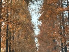 -黄海国家森林公园