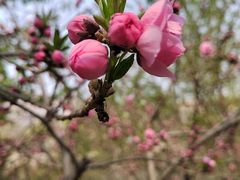 -桃花堤公园