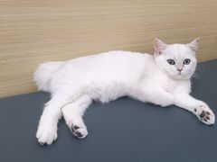 -芭比堂动物医院·CT·微创中心(新顺分院)