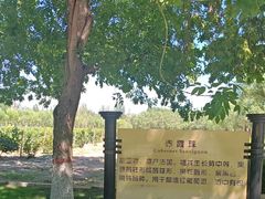 -龙谕酒庄