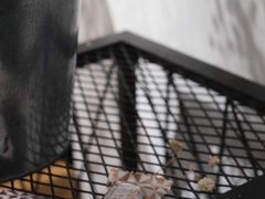-猫里有甜