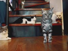 -猫咪博物馆(顶澳仔猫街店)