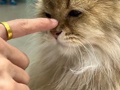 -安格丽娜·狗咖·猫咖羊驼咖(春熙路百盛商场店)