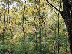 -云岫谷游猎自然风景区