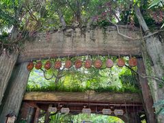 -西双版纳原始森林公园