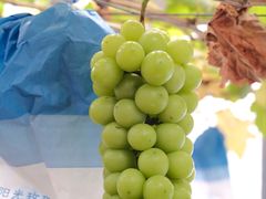 -海堤葡萄园中小学生研学基地