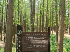 -日照海滨国家森林公园