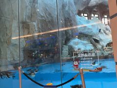 -帝企鹅自助餐厅•儿童岛•真企鹅(长隆企鹅酒店)