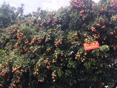 -广州百花山庄度假村(增城万达广场店)