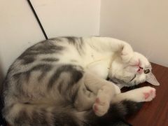 -lincat·猫舍(广州店)