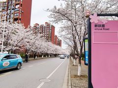 -高东镇樱花园