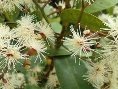 -南国桃园旅游度假区