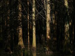 -桤木河湿地公园