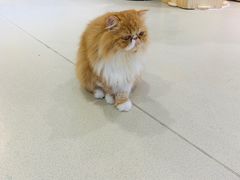 -藏猫猫咖啡主题馆(中央大道店)
