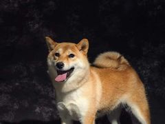 -超宠爱宠物摄影-Super pet